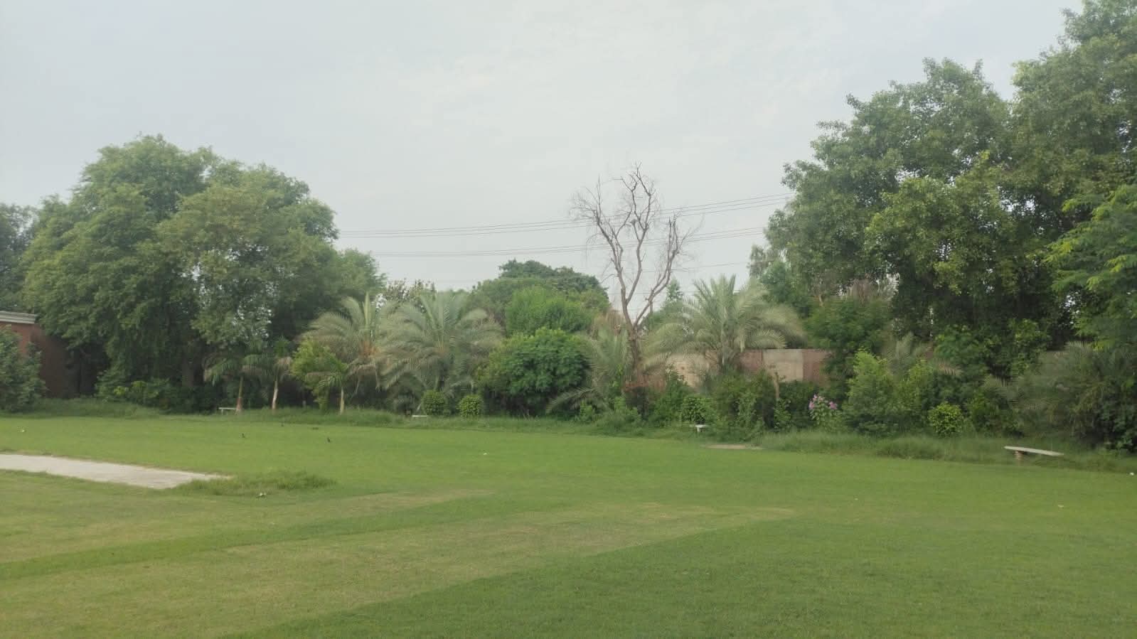 Wide Green Lawn